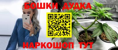 индика Кингисепп